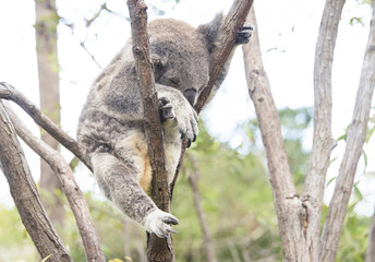 Sleeping koala looking uncomfortable in tree