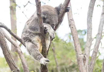 Papier Peint photo autocollant Koala Koala endormi à l& 39 aise dans l& 39 arbre