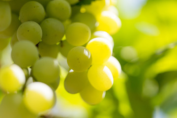 Green grapes in the garden in summer