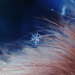 beautiful cold shiny little snowflake has fallen on downy hairs red warm fur