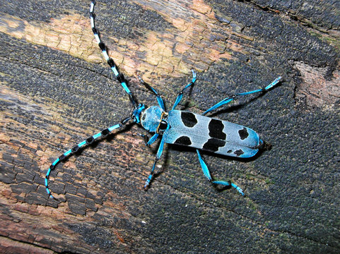Male Rosalia longicorn beetle sitting on a wooden stump 
