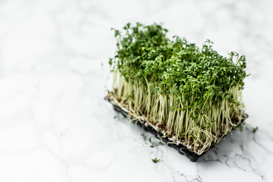 Frische Gartenkresse