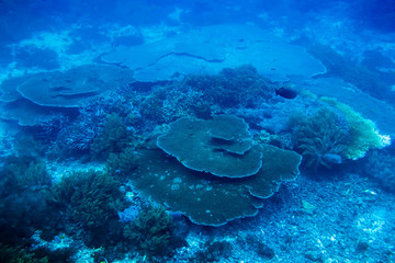 Tropical wildlife: corals and fish. Diving in ocean.