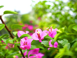 .Many beautiful purple Bougaville flowers with green and white backdrop.