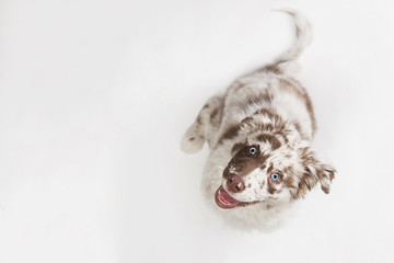 Funny top view studio portrait of the smilling puppy dog Australian Shepherd lying on the white...