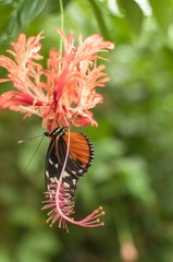 A tiger long wing butterfly drinking nectar upside down from a flower