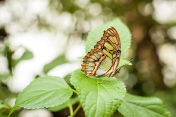 A malachite butterfly standing on a green leaf - Powered by Adobe