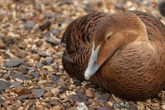 A brown eider duck sleeping on small pebbles