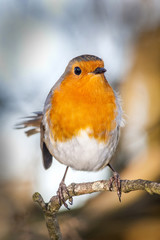 Robin redbreast ( Erithacus rubecula) on a branch of a winter woodland tree