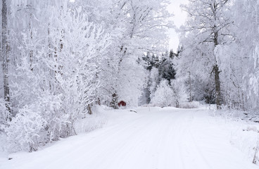 Country road in a cold winter landscape with snow and frost