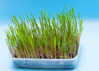 cat grass