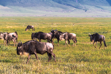 Closed world Ngorongoro. Herd of wildebeest. Tanzania, Africa	