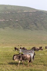 Caldera of NgoroNgoro crater. Tanzania, Africa