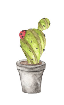 Hand drawn watercolor painting of Ladybug with Cactus in pot isolated on white background.
