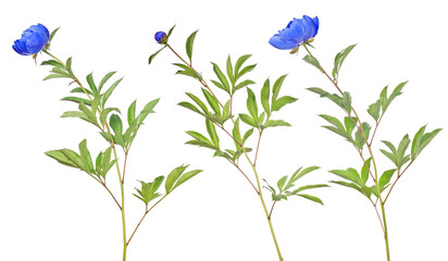 Fototapeta na wymiar three dark blue peony flowers with green leaves on white
