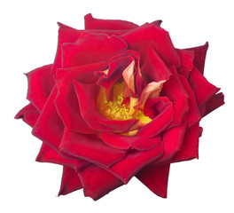 bright red rose bloom with gold center
