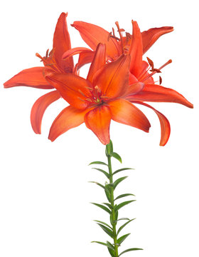 fine red lily flower with four blooms