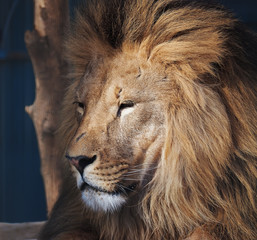 Lion serious portrait african close-up