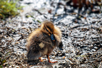 Mallard Duckling on Muddy Bank on Spring Day in April
