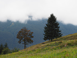 Carpatian mountains view from top