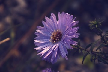 the last autumn flowers in the garden illuminated with the morning sun with dew drops
