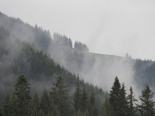 Carpatian mountains fog and mist at the pine forest