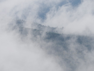 Naklejka na ściany i meble Carpatian mountains fog and mist at the pine forest