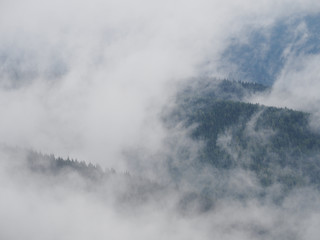 Carpatian mountains fog and mist at the pine forest
