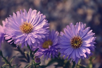 the last autumn flowers in the garden illuminated with the morning sun with dew drops