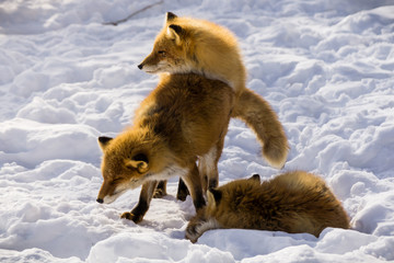 foxes mating in the snow