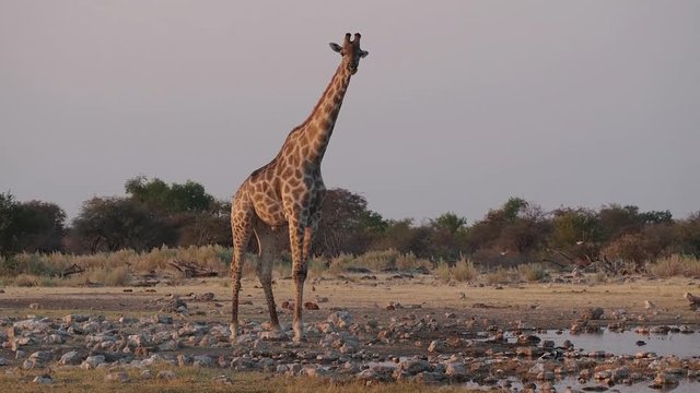 Namibia - Etoscha Nationalpark - Giraffe