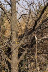 Fototapeta premium Closeup of gnarled tree without leaves