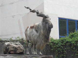 Goat