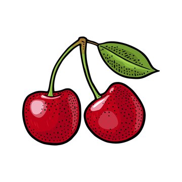 Whole cherry berry with leaf. Vector vintage engraving