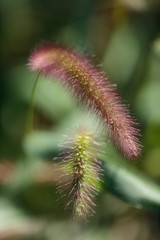 Fototapeta premium dandelion, flower, nature, plant, green, cactus, macro, seed, spring, summer, white, flora, seeds, grass, weed, close-up, closeup, field, wind, garden, meadow, detail, botany, thistle, multiple exposu