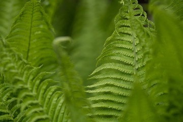 fernleaf yarrow