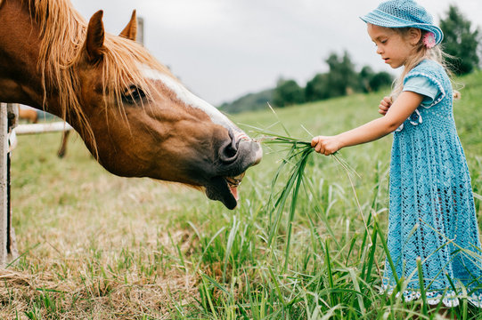 Little Scared Funny Child Feeding Wild Horse With Grass. Wary Frightened Girl Touching Horse Muzzle Outdoor At Nature. Overcoming Fear. Animal Expressive Face. Lovely Kind Kid In Blue Beautiful Dress.