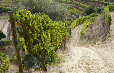 Fototapeta na wymiar Wine route through steep vineyard next to a winery in the douro wine growing area, Portugal Europe
