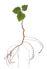 sapling birch isolated on a white background