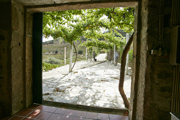 Backyard alley covered with grapes seen through the door