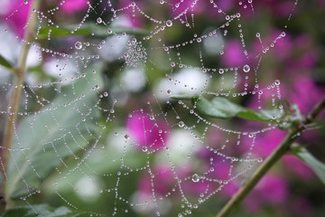 summer morning and the dew drops