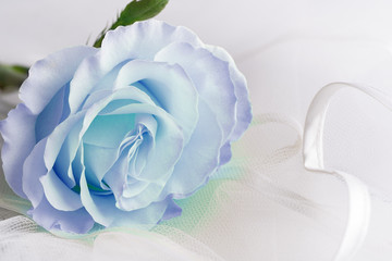 Soft blu color Rose on a light background