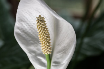 Beautiful flowers and Catus 