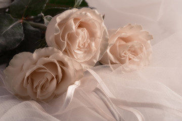 Bouquet of light roses on a light background