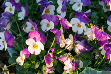 Purple-white heartsease flowers (viola tricolor hortensis) growing in a flowerbed