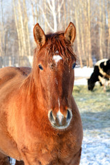 Obraz premium horses walk in the winter