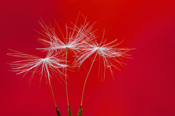 Three dandelion seeds