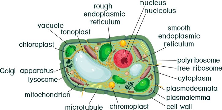 Plant cell structure with titles