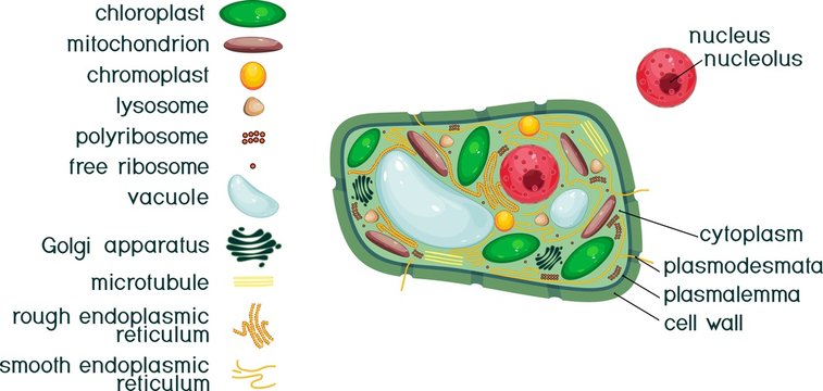 Plant cell structure with titles and different organelles