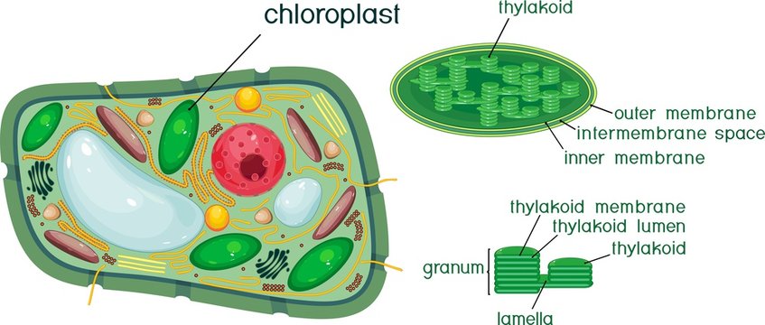 Plant cell and chloroplast structure with titles